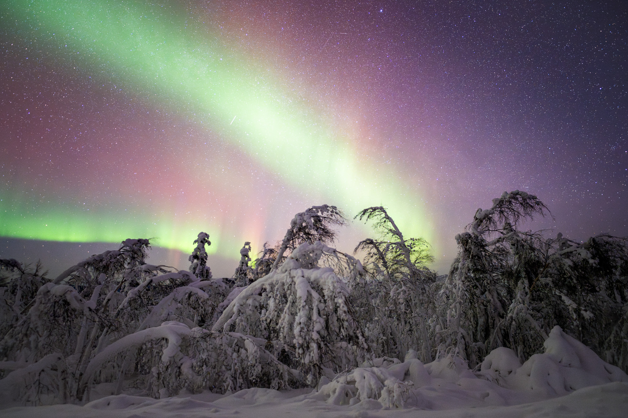 Aurora above snowy trees in Alaska